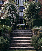 Stairs with climbing rose 'The Garland'