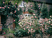 Shrub roses and climbing roses at the house entrance