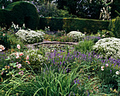 Teich mit Hebe, Brachysiphon 'White Gem', Lavandula