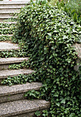 Stairs with ivy