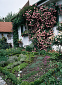 Herb garden with climbing rose