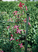 Iron Fence with Clematis (Wood Vine)