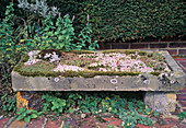 Stone bench with Sempervivum (houseleek, roofleek)