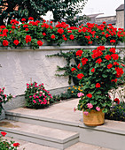 Pelargonium 'Beauty of Grenchen'