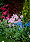 Beet mit Rhododendron-Hybr