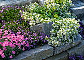 Rock garden with Campanula portenschlagiana, Campanula