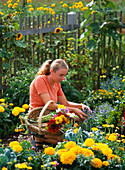 Young woman cutting cottage garden flowers for a lush bouquet