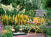 Hosta hybrid (Funkie), Lysimachia punctata (Goldfelberich)