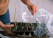 Dianthus caesius (carnation) cutting propagation