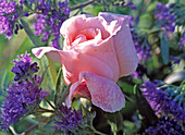 Rose 'Tendresse' (hybrid), Caryopteris x clandonensis