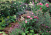 Treppe mit Rosen, ALCHEMILLA, Lavendel