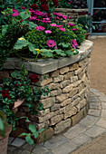 Dry stone wall Dimorphoteca