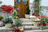 Spring in pots on stairs at the house entrance