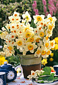 Bouquet of Narcissus 'Flower Record' hybrids