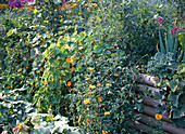 Raised bed with Tropaeolum, Calendula