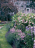Strauchrose, Dianthus, Lavendel