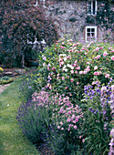 Shrub rose, Dianthus, Lavender