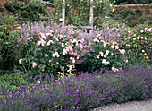 Strauchrose, Lavendel