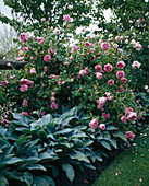 Climbing Rose, Hosta (Funkie)