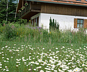 Marguerite meadow in front of a house
