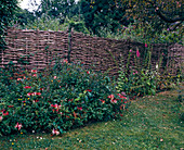 Wicker fence