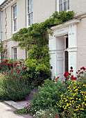 House entrance with Wisteria, Lavandula, Rose