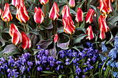 Tulipa 'Plaisir', Scilla 'Spring Beauty'