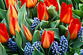 Tulipa 'princeps'