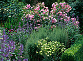 Shrub rose, Nepeta (catmint)