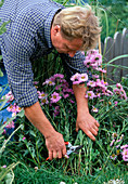 Cutting back Erigeron after flowering