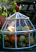 Glass greenhouse filled with ornamental pumpkins
