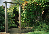 Wooden screen with vine