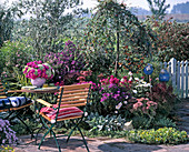 Seat in the garden: Aster, Sedum (stonecrop)