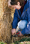 Cut back grass in spring