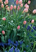 Tulpen 'Gander's Rhapsody'