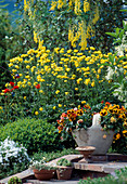 Trollius Europaeus 'Lemon Yellow'