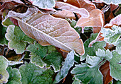 Waldsteinia ternata and Magnolia stellata leaves