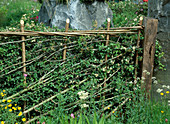Wattle fence made from Crataegus monogyna (hawthorn)
