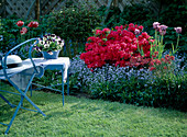 Spring bed with myosotis (forget-me-not)