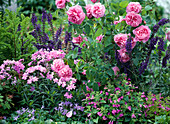 Shrub rose 'Gertrude Jekyll', Calamintha grandiflora