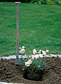 Planting a container rose