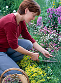 Gartenpflege: Abgeblühte Grasnelken abschneiden