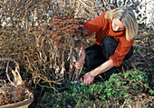 Sedum telephium