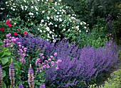 Rosa alba 'Semiplena', Nepeta fassenii 'Walker's Low'