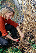 Cutting grasses back near the ground in spring