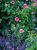 English rose 'Gertrude Jekyll' repeat flowering, fragrance, shrub rose