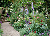 Staudenbeet mit Delphinium (Rittersporn), Salvia nemorosa