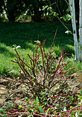 Cornus alba