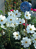 Cosmos bipinnatus 'sonata White' (common cosmos)