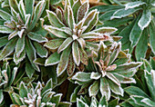 Euphorbia amygdaloides 'Despina' (spurge in hoar frost)